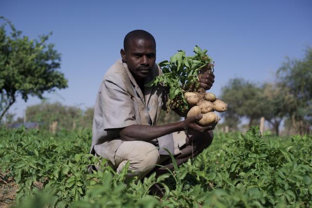 Homme dans un champ de pomme de terre au Niger