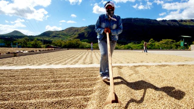 Agricultrice au Nicaragua