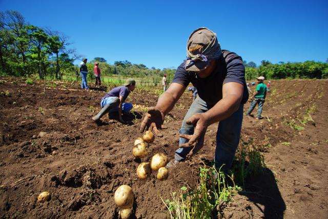 Homme cultivant des pommes de terre au Nicagua