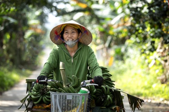 Woman riding a bicycle carrying green bananas 