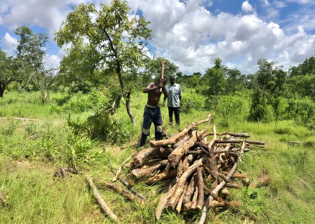 Deux hommes burkinabè sont debout devant un tas de branches et l'un deux s'apprête à en couper une en deux avec une hâche