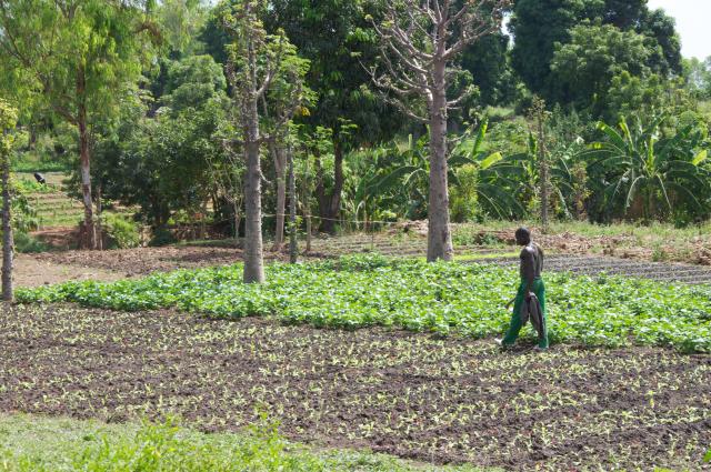 Homme dans un champ de plantations