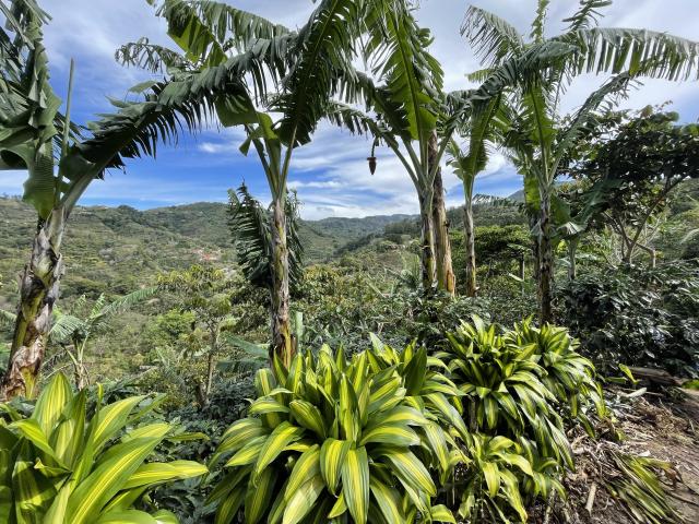 Plantations au Costa Rica