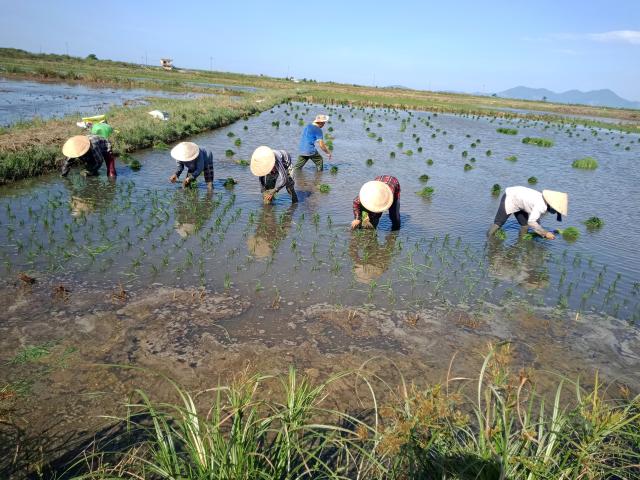 Planting for organic rice model