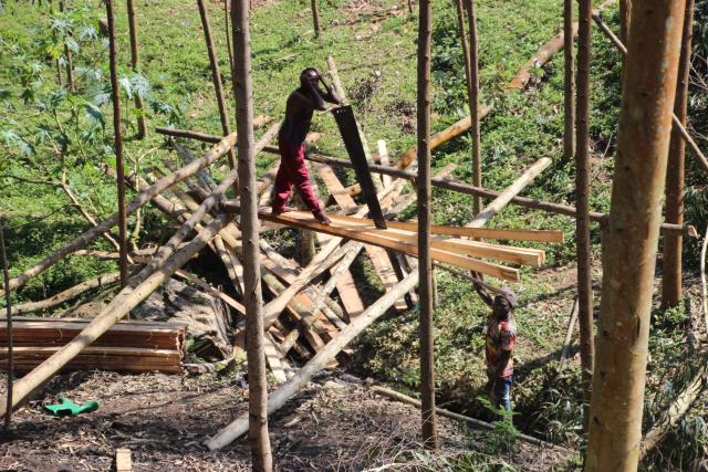 Forest Sawing