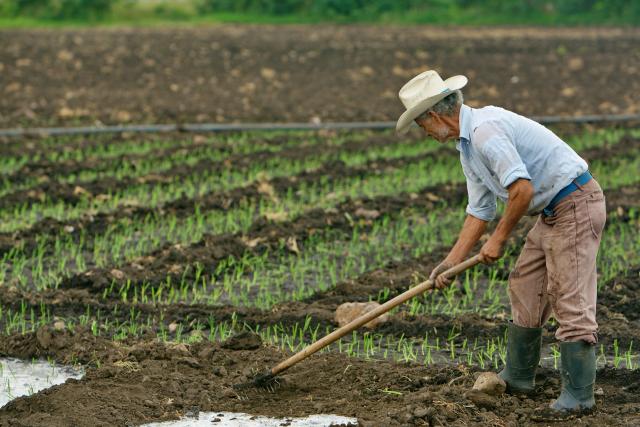 Agriculteur travaillant au champ