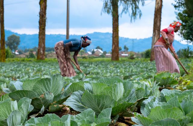 Two women working in a field