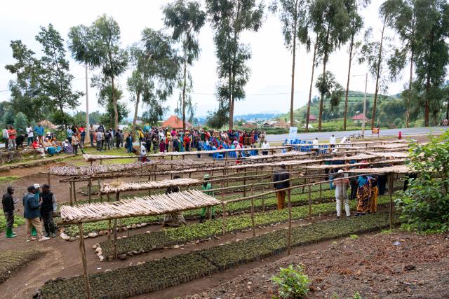 Tree nursery