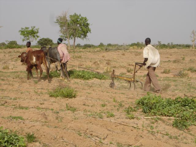 Préparation chameau Karguibangou juin 2006