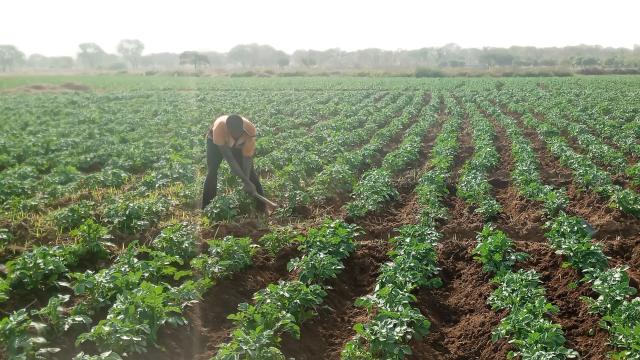 Photo d'un champ de pomme de terre dans la région de Sikasso